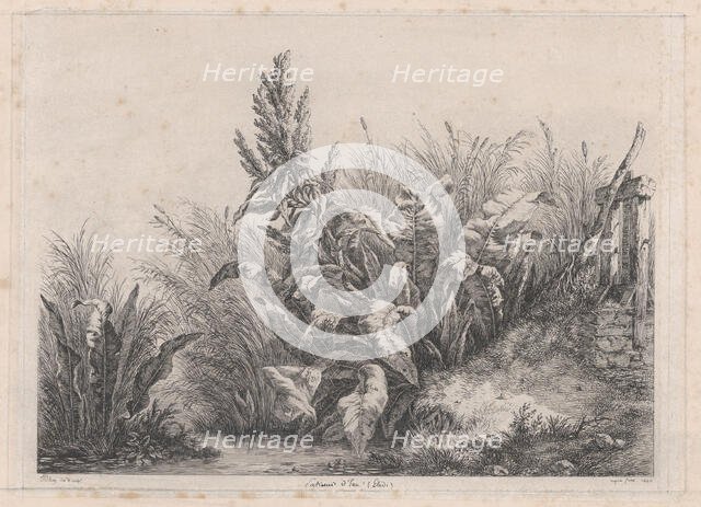 Great Water Dock Plant, 1840. Creator: Eugene Blery.