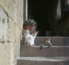 Kittens in Rhodes old town.