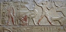 Cattle raising / Milking a cow, polychrome relief, Mastaba of Kagemni, Saqqara, Egypt, 2003. Creator: Unknown.