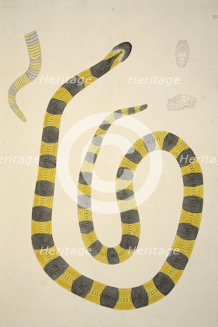 Bungarum Pamah, pub. 1796 (hand coloured engravings). Creator: William Skelton (1763 - 1848).