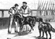 'On Board The "Serapis": The Pony and Thibet Mastiff', c1891. Creator: James Grant.