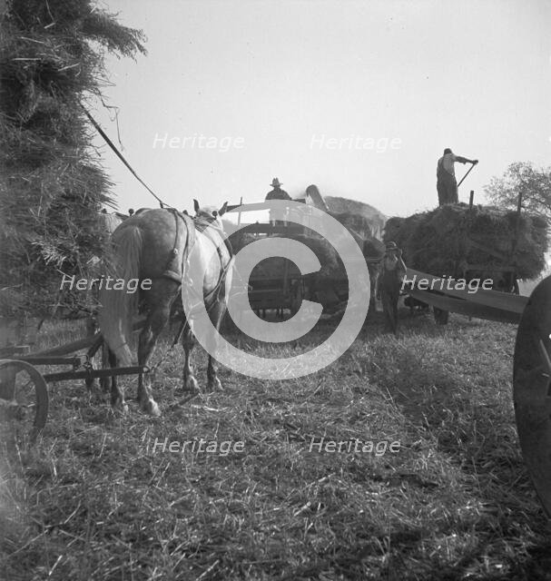 The threshing of oats, Clayton, Indiana, south of Indianapolis, 1936 Creator: Dorothea Lange.