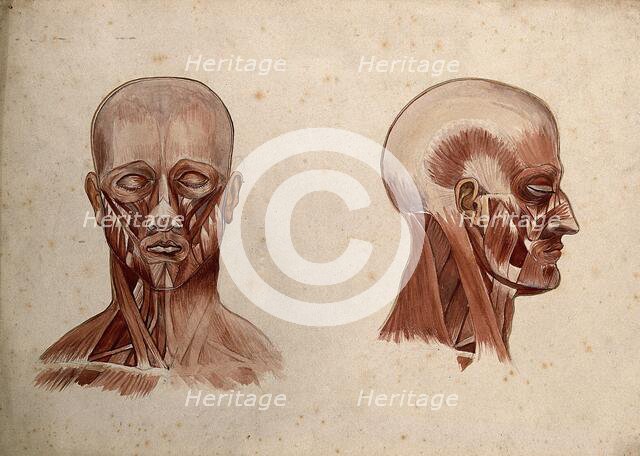 Muscles of the head and neck: two écorché figures, 1880. Creator: Adele Mongredien.