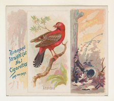 Amandava, from the Song Birds of the World series (N42) for Allen & Ginter Cigarettes, 1890. Creator: Allen & Ginter.