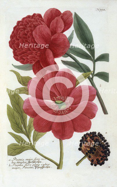 Paeonia, (hand coloured engraving). Creator: "Georg Dionysius Ehret (1710 - 70); Ehret, Georg Dionysius (1710-1770)".