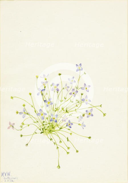 Bluets (Houstonia serpyllifolia), 1934. Creator: Mary Vaux Walcott.