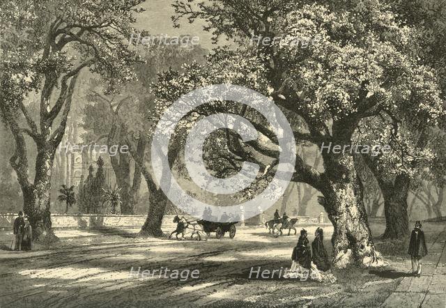 'Oaks of Oakland', 1874.  Creator: Unknown.