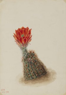 Lloyd's Strawberry Cactus (Echinocereus lloydii), 1925. Creator: Mary Vaux Walcott.