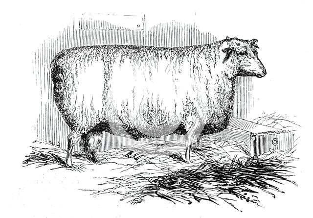 Mr. J. Linton's Lincoln and Leicester Ewe, 1844. Creator: Unknown.