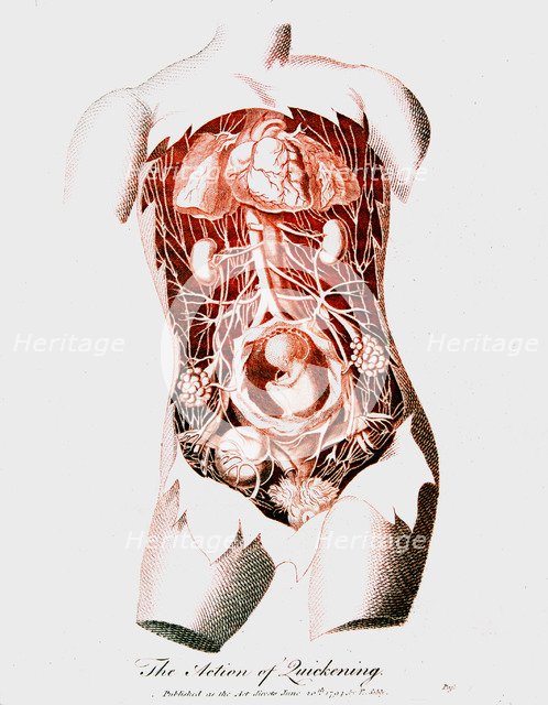 Foetus in uterus at time of quickening when first fetal movements are felt by the mother, c1795. Artist: Unknown