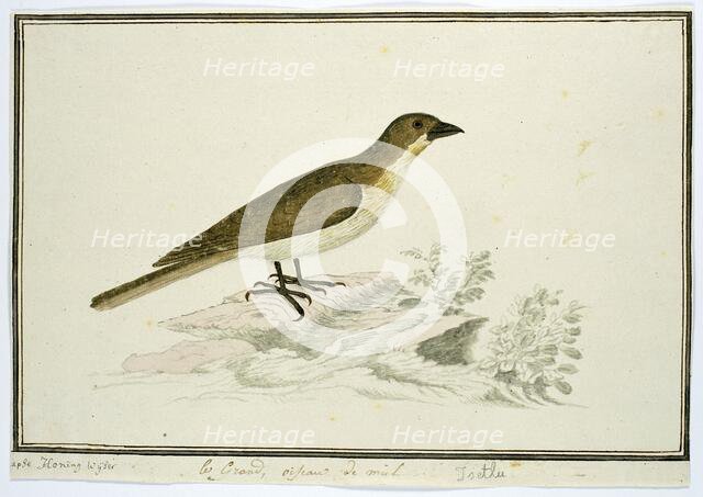 Indicator indicator (Greater honeyguide), 1777-1786. Creator: Robert Jacob Gordon.