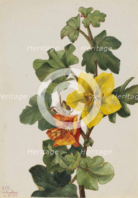 Mexican Fremontia (Fremontodendron mexicanum), 1926. Creator: Mary Vaux Walcott.