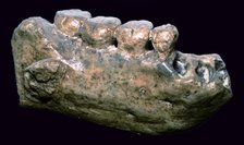 Jaw and teeth of Java Man. Artist: Unknown