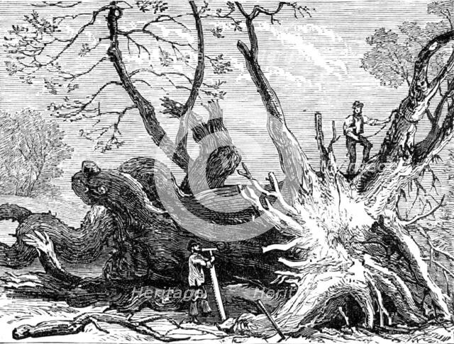 The Great Storm of Wind on Friday week: old chestnut in Greenwich Park, blown down, 1881. Creator: Unknown.