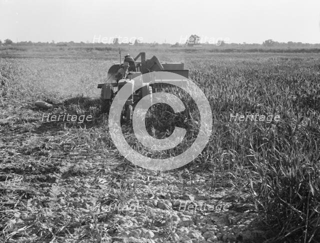All-crop harvesting, Tulare County, California, 1938. Creator: Dorothea Lange.