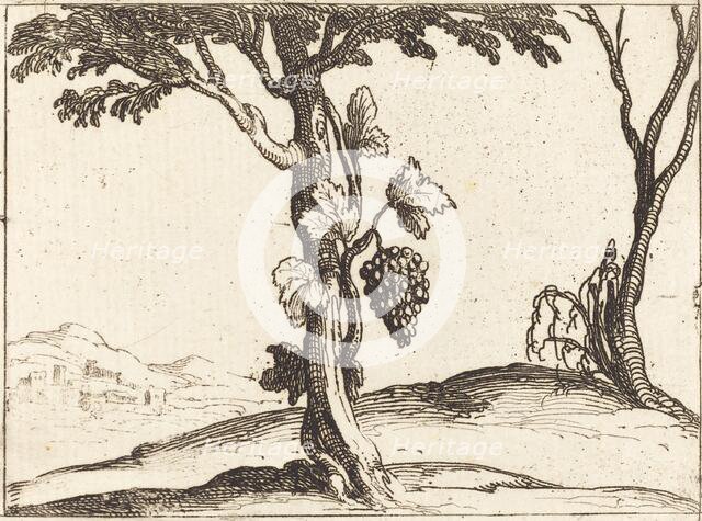 Bunch of Grapes. Creator: Jacques Callot.