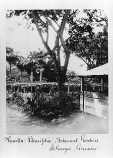 St George’s Botanical Gardens, Grenada, 1897. Artist: Unknown