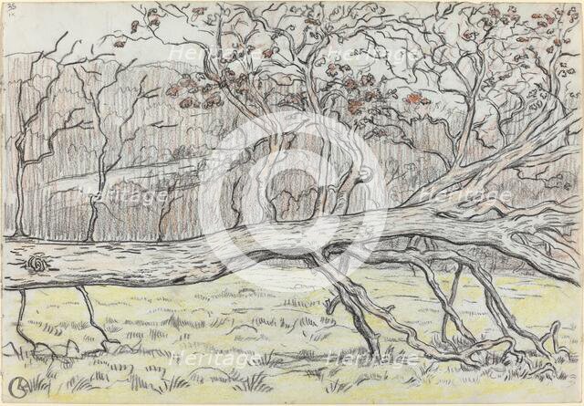 Felled Tree, Normandy, 1898. Creator: Georges Lacombe.