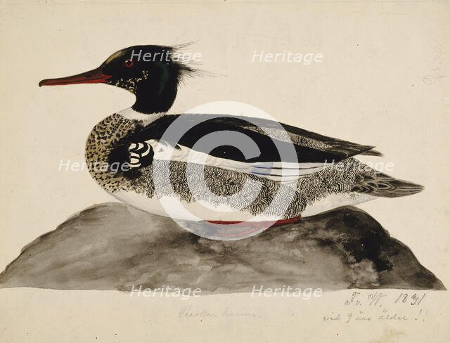 Red-Breasted Merganser, Male, 1831. Creator: Ferdinand von Wright.