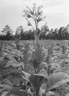 Single tobacco flower, Soofly, Granville County, North Carolina, 1939. Creator: Dorothea Lange.