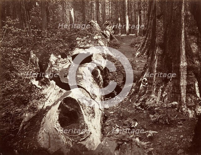 The Father of the Forest, 112 feet circumference, Calaveras Grove, 1865-66, printed ca. 1876. Creator: Carleton Emmons Watkins.
