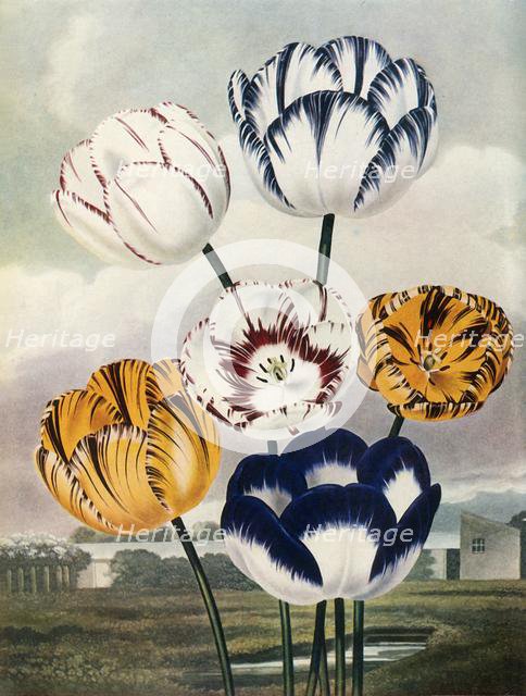 'Tulips', c1802-1821, (1948).  Creator: Thomas Baxter.