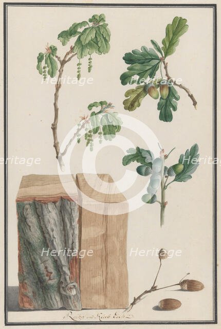 Studies of the blossoms, fruits and trunk of an English oak (Quercus robur), 1788. Creator: Ludwig Pfleger.