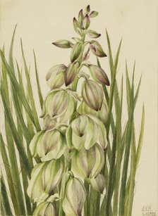 Yucca (Yucca baileyi), 1928. Creator: Mary Vaux Walcott.