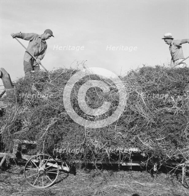 Threshing red clover for seed on older settler's ranch, near Ontario, Oregon, 1939. Creator: Dorothea Lange.