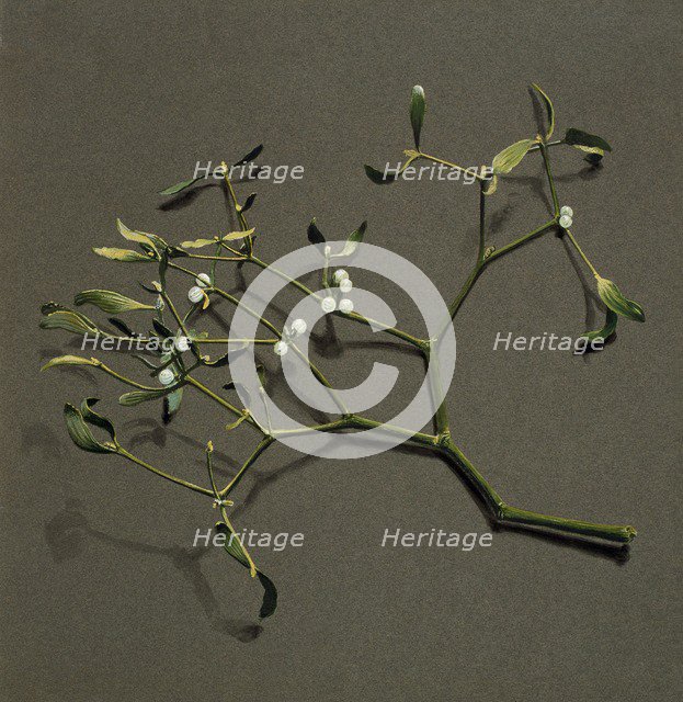 Viscum album L (Mistletoe), c1870-1920. Creator: Harold Drinkwater.