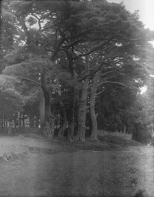 Travel views of Japan and Korea, 1908. Creator: Arnold Genthe.