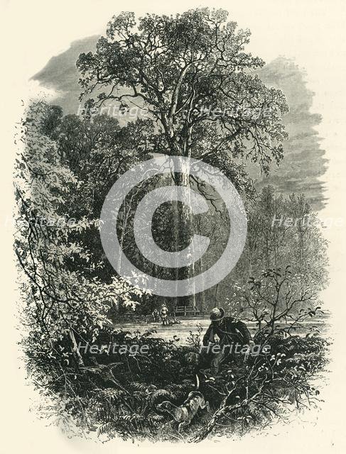 'The Victoria Oak, Windsor Forest', c1870.