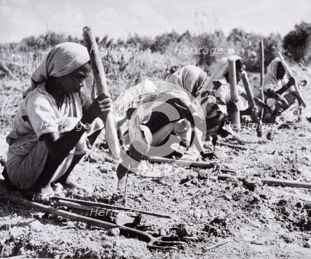 Planting out young tea bushes, Assam, 1950s-60s. Creator: Unknown.