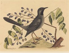 The Red Legged Thrush (Turdus plumbeus), published 1731-1743. Creator: Mark Catesby.