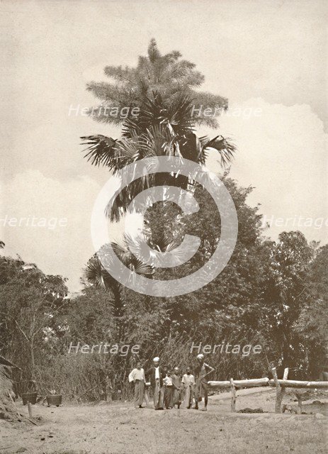 'A Talipot Palm in Flower', 1900. Creator: Unknown.