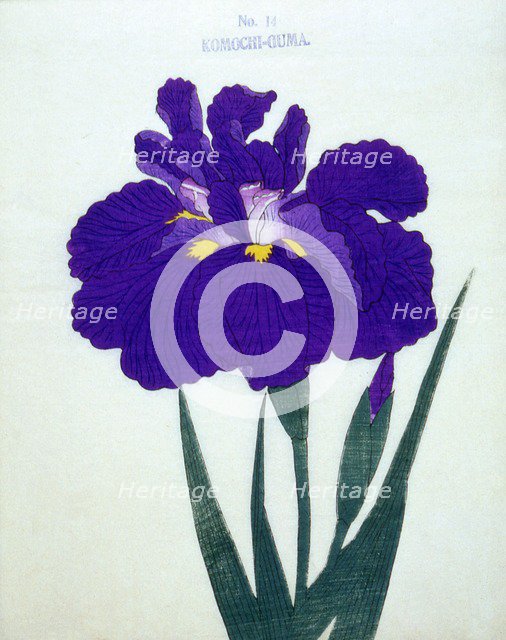 Komochi-Guma No. 14.