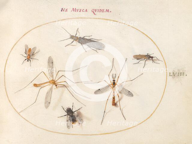 Plate 58: A Bee and Five Other Insects, c. 1575/1580. Creator: Joris Hoefnagel.