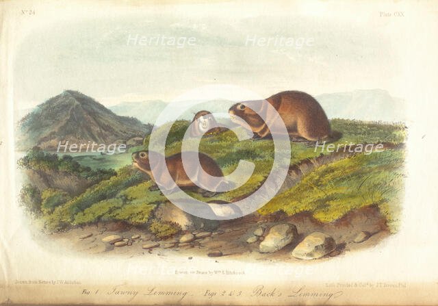 Quadrupeds of America, three of three volumes with 155 hand-colored plates, 1849-1854. Creator: John James Audubon.