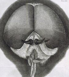 Grey drone-fly, observation XXXIX from Hooke's Micrographia, 1664. Artist: Robert Hooke