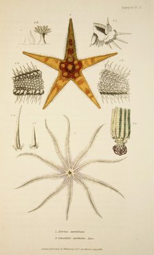 Asterias aurantiaca and Comatula carinata,  pub. 1833 (Hand coloured engraving). Creator: English School (17th Century).