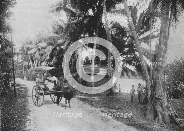 'Road Beside the Kelaniya River', c1890, (1910). Artist: Alfred William Amandus Plate.