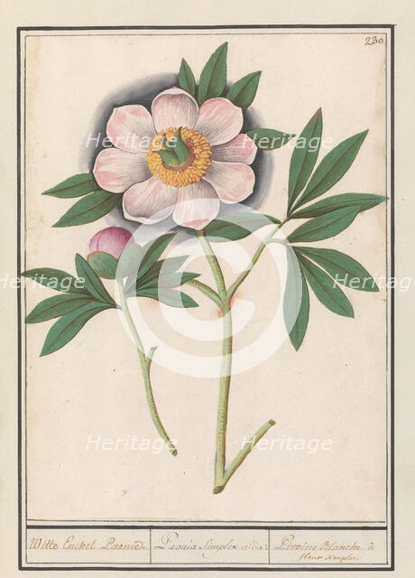 Peony (Paeonia), 1596-1610. Creators: Anselmus de Boodt, Elias Verhulst.