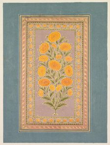 Flowering Marigold, c. 1765. Creator: Hunhar II (Indian, active mid-1700s), style of.