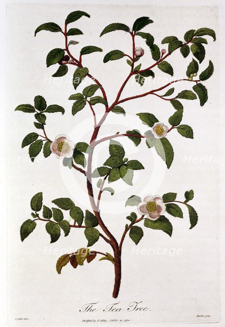 Tea: branch of Camellia sinensis, 1798. Artist: Unknown