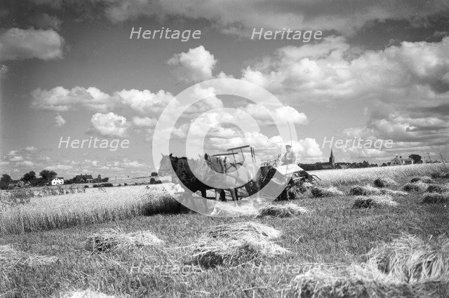 Harvesting a field with a reaper, Ven, Sweden, 1925. Artist: Unknown