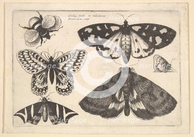 Three moths, two butterflies and a bumble bee, 1646. Creator: Wenceslaus Hollar.