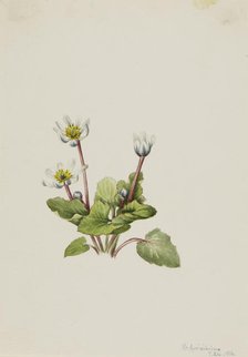 Elkslip (Caltha leptosepala), 1916. Creator: Mary Vaux Walcott.