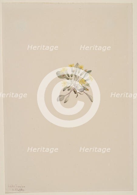 Crepis Elegans, 1904. Creator: Mary Vaux Walcott.