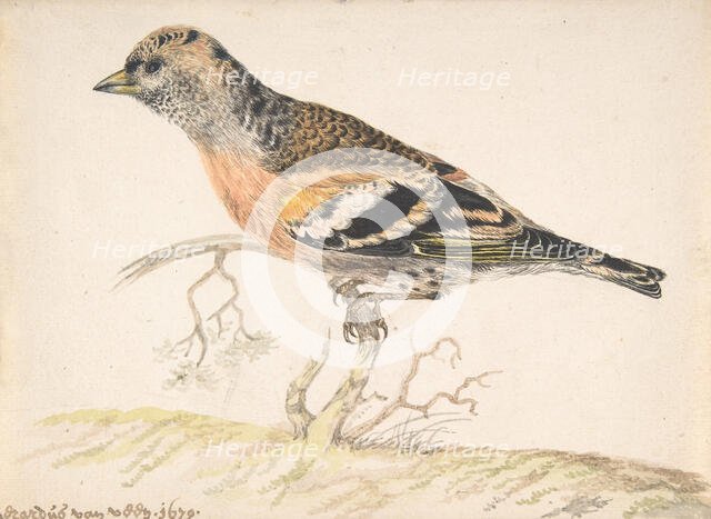 Bramling (Fringilla Montifringilla), 1679. Creator: Gerardus van Veen.