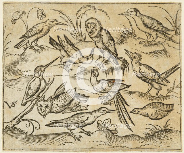 Ten birds sitting on branches and patches of grass, including two owls and a bird..., 1557. Creator: Virgil Solis.